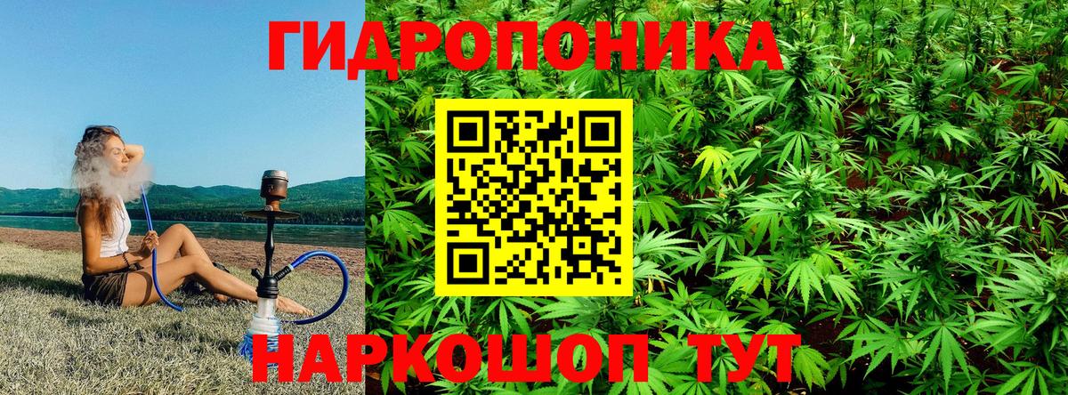 Бошки Шишки семена Лянтор